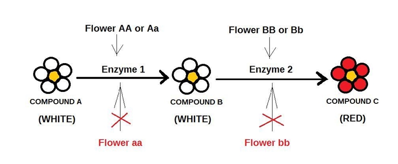 Two plants with white flowers, each from true-breeding strains, were crossed. All-example-1