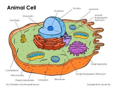 Draw an animal cell and label it's parts ​-example-1