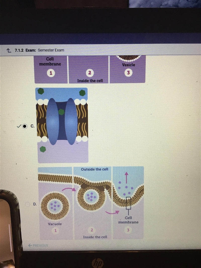 Which model shows a way that large molecules can enter a cell without using the cell-example-1