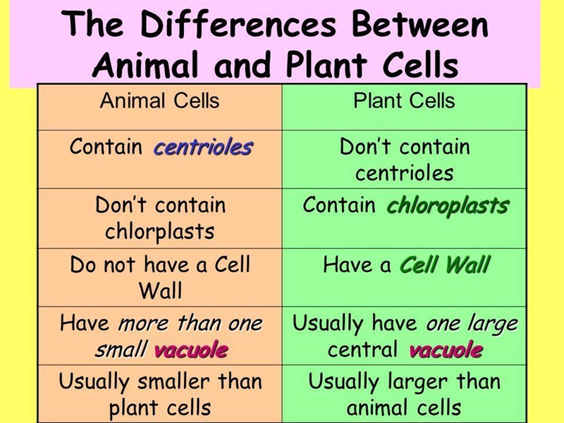 How can you tell the difference between a plant cell and animal cell?-example-3