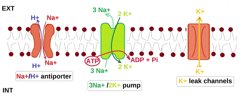 You are studying ion channels and have set up model lipid vesicles containing the-example-1