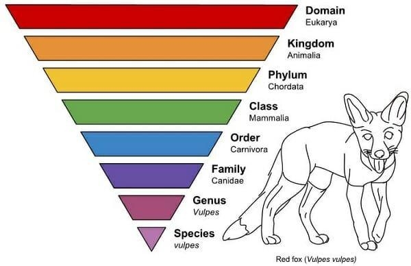 A genus family can be divided into____ a. families b. orders c. phyla d. species-example-1