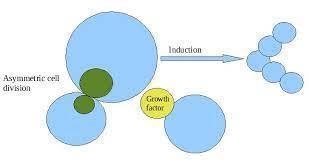 Draw a model that correctly illustrates cellular division and differentiation in stem-example-1