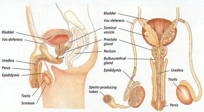 Draw and describe the male reproductive system. Class 8​-example-1