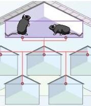 Drag two black mice into the Parent 1 and Parent 2 boxes. Click Breed to view the-example-1