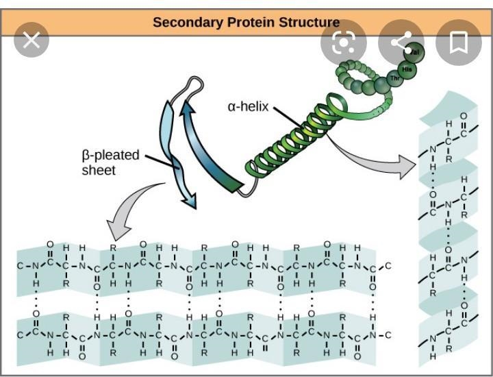 What is the connection between the structure of DNA and the structure of a protein-example-1