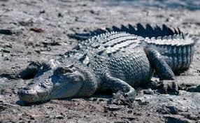 What is the largest reptile?-example-1