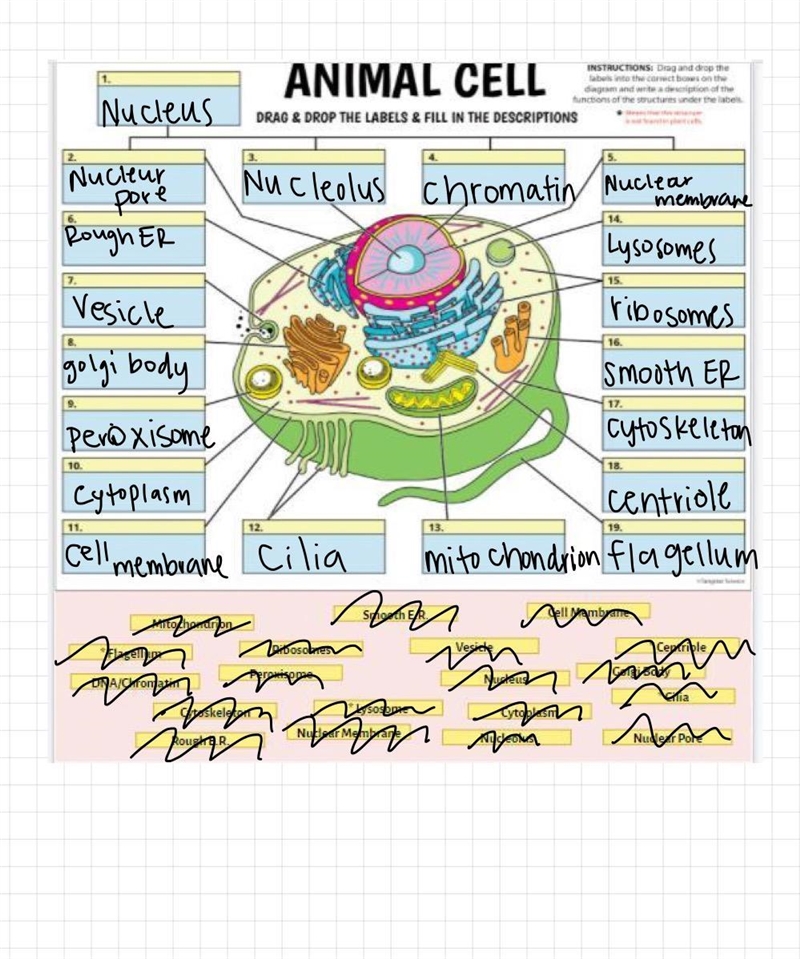 HELP please animal cell diagram-example-1