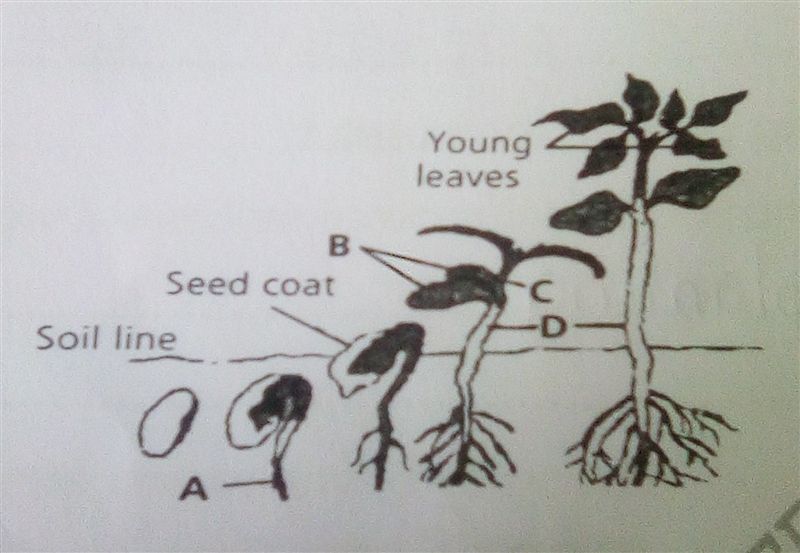 Draw a germinating seedling​-example-1