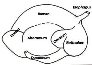 Draw and label the stomach of ruminant animals​-example-1