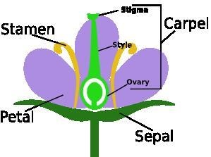 What is ovary in plants?-example-1