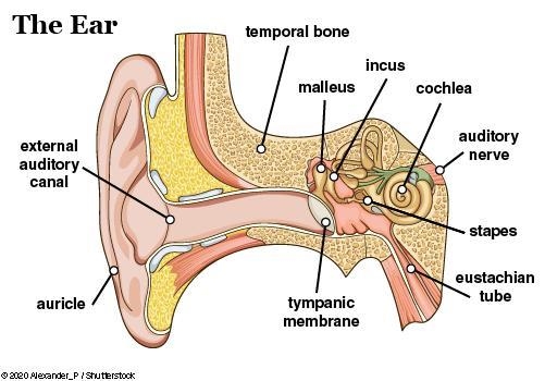 Identify and label the parts of the human ear. Subject: Anatomy-example-1