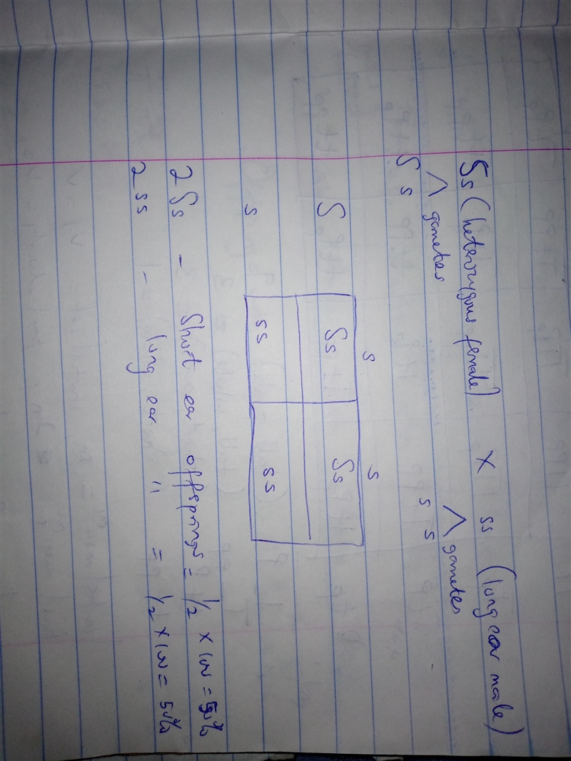 Problem 1 In dust bunnies, short ears are dominant to long ears. If a heterozygous-example-1