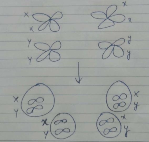 In dragons, a gene on chromosome 1 codes for wing color and a gene on chromosome 2 codes-example-2