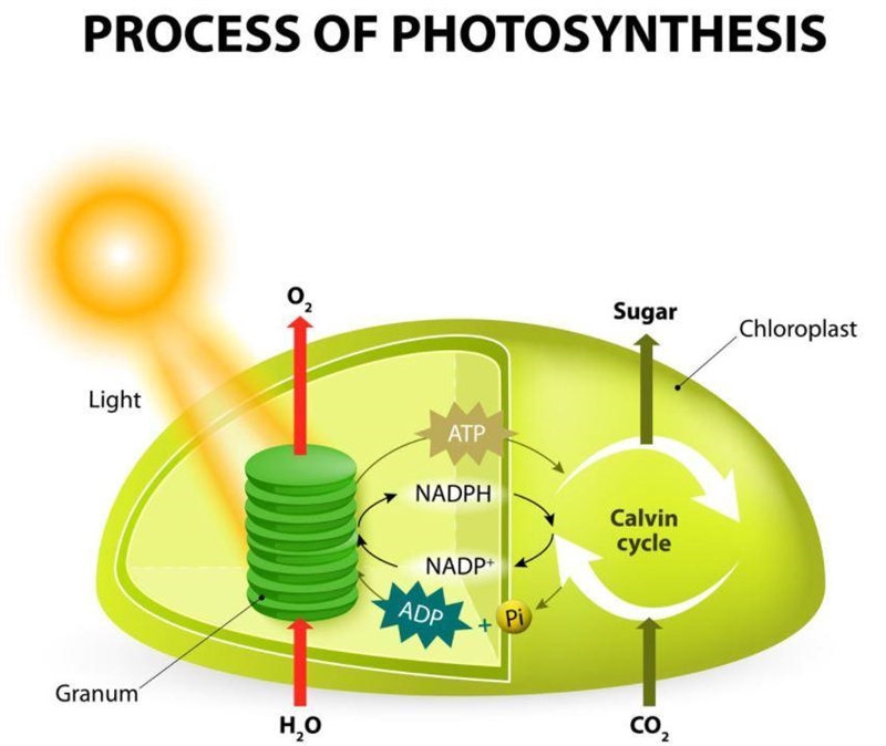 What is the function of chloroplasts found in the cells of plant leaves? O A. Chloroplasts-example-1