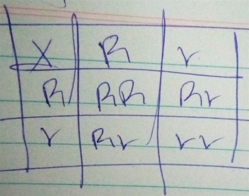 If you cross parent 1 (Rr) with parent 2 (Rr), what percentage of the offspring will-example-1