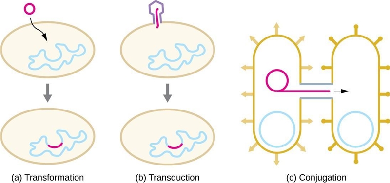 Explain how plasmids contribute to variation in bacterial populations-example-2