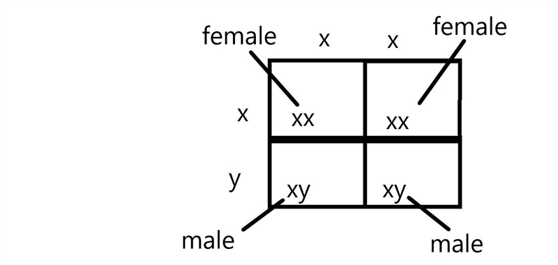 Use a Punnett square diagram to show why, for each pregnancy, the chances of giving-example-1