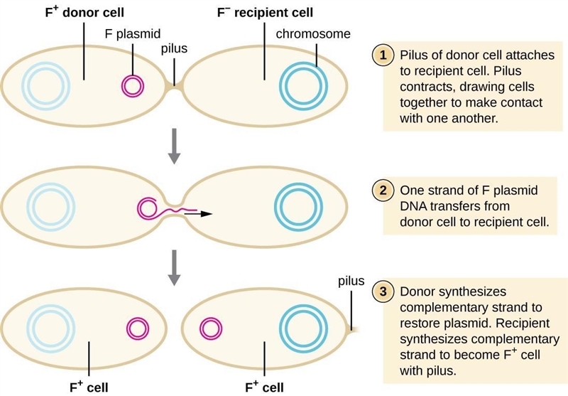 Explain how plasmids contribute to variation in bacterial populations-example-1