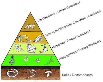 What is an energy pyramid????-example-1