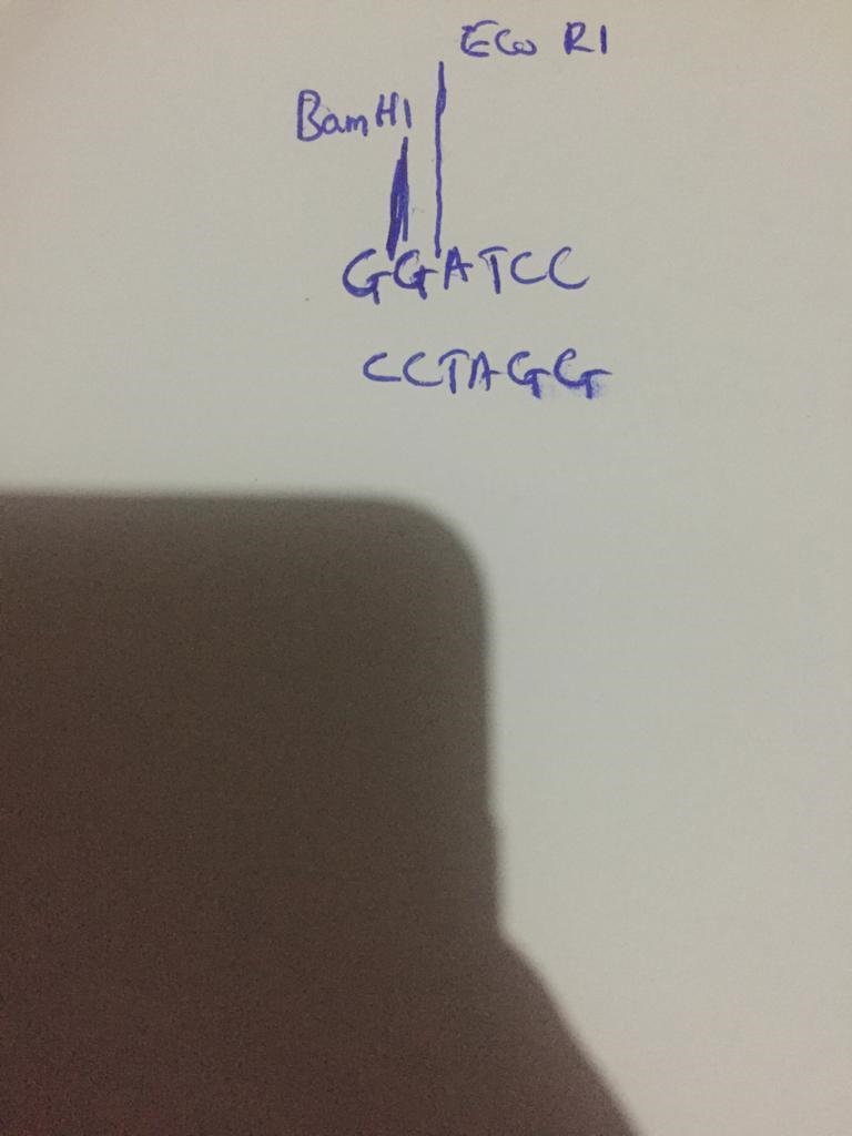 You have a circular plasmid containing 9 kb of DNA, and you wish to map its EcoRI-example-1