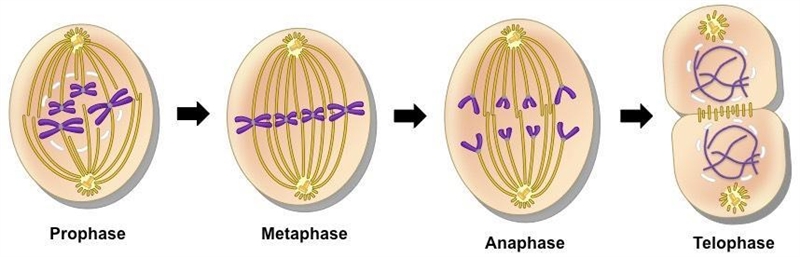 What are the stages of mitosis​-example-1