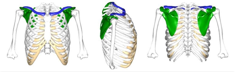 Identify the following in the bone to the right:-example-2