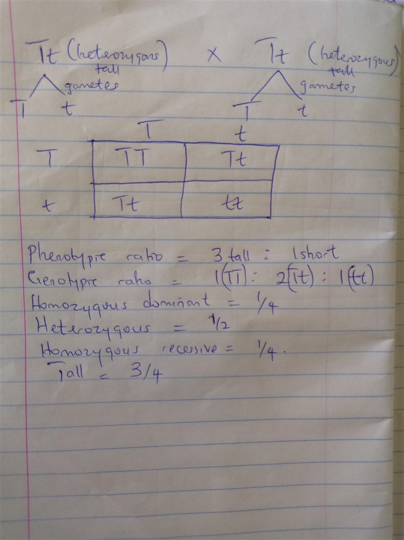 Consider a cross between two Brassic rap parent plants known to be heterozygos tall-example-1