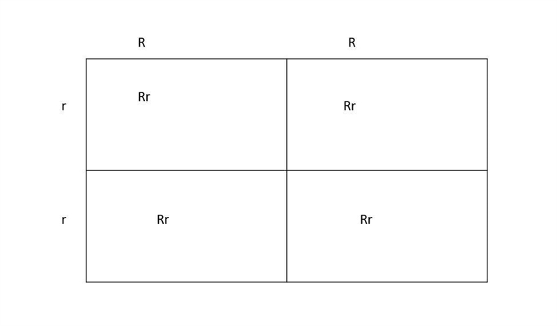 If R represents the dominant gene for straight hair and r represents the recessive-example-1