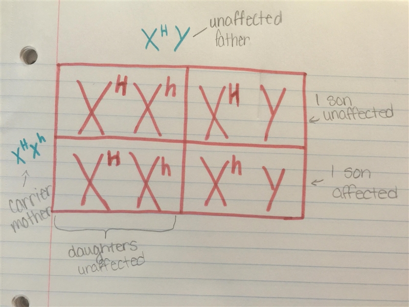 Explain why hemophilia occurs more often in males than in females. Use a Punnett square-example-1