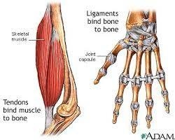 Which of the following statements is true? a.) A ligament connects two bones. b.) A-example-1