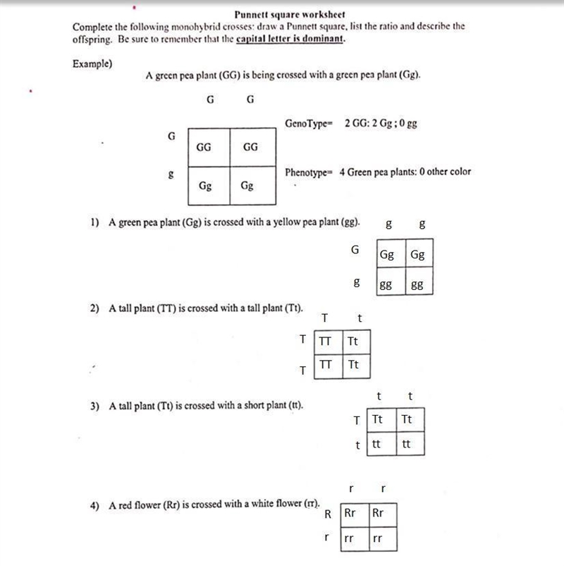 Punnet Worksheet. Please help if anyone has ever done this.-example-1