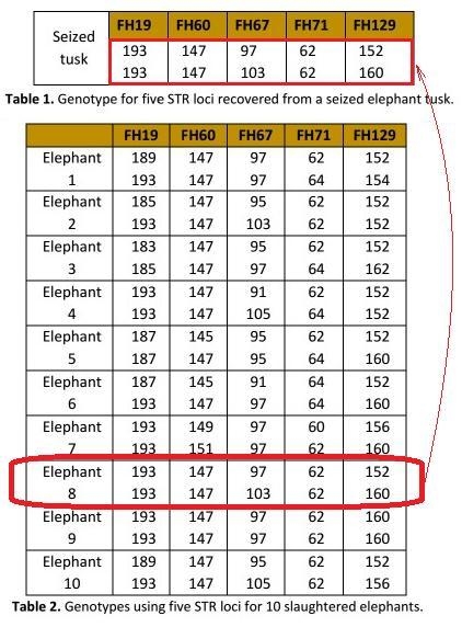 Did the seized tusk come from one of the recently slaughtered elephants? ________ What-example-1