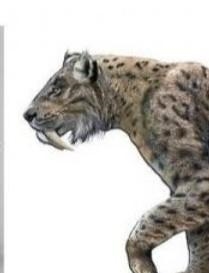 What extinct animals are cats related to?-example-1