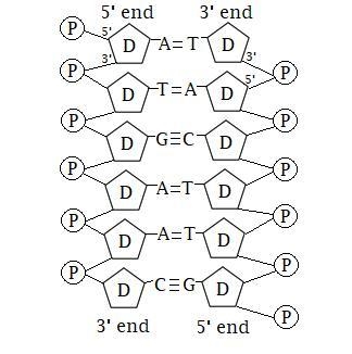 A segment of a DNA molecule has the base sequence ATGAAC. Write a shorthand structure-example-1