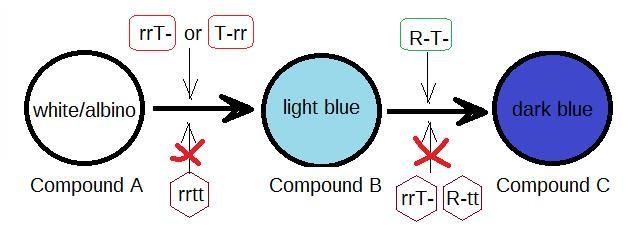 Two genes interact to produce various phenotypic ratios among F2 progeny of a dihybrid-example-1