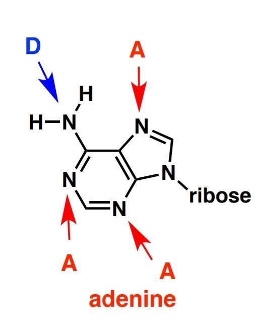 Adenine is the nitrogenous base that is attached to sugar to make adenosine nucleotides-example-1