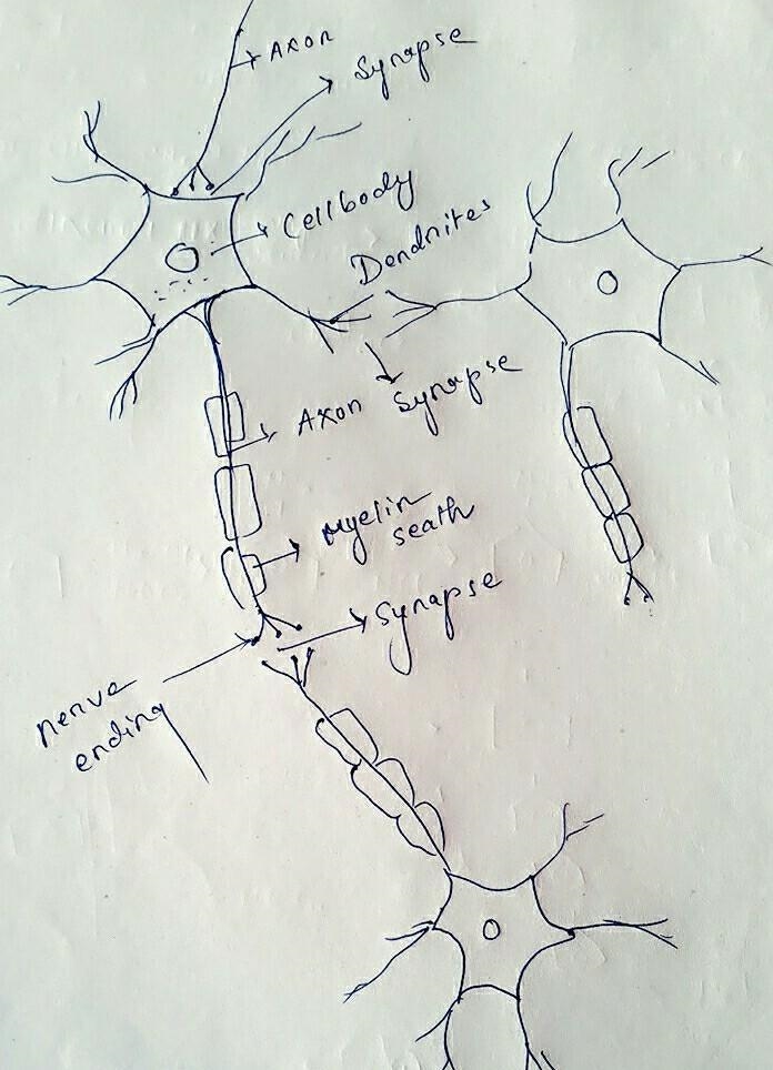 With the aid of the diagram describe the structure of of synapse and the roles of-example-1