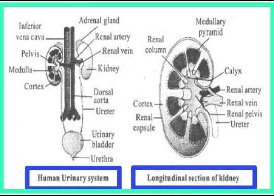 Describe the structure of human kidney. answer in brief..okay..i appreciate correct-example-1