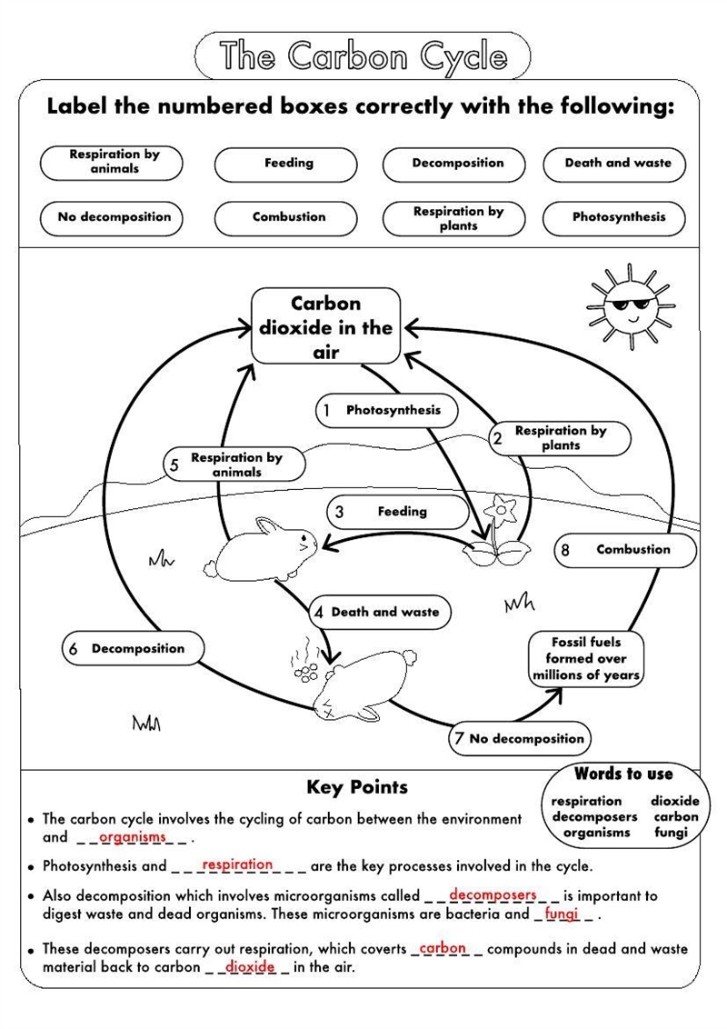 The carbon cycle Wondering if the answers are right?-example-1