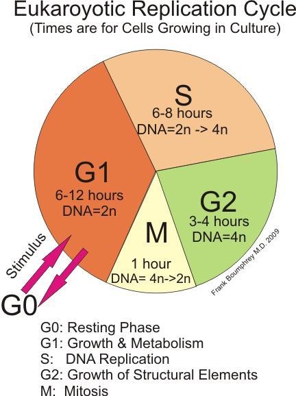 MASTERY CONNECT MITOSIS-example-1