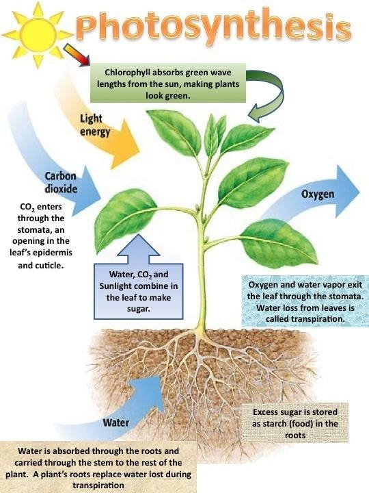 Define the process of photosynthesis-example-1