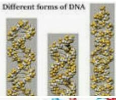 What are 3 examples of dna-example-2