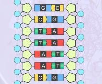 What would the dna look like if it was made from dna with the following sequences-example-1