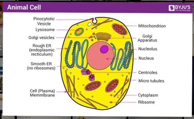 Draw an animal cell and label it's parts ​-example-1