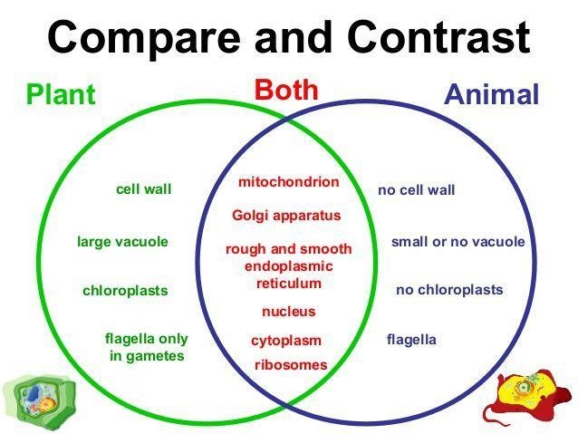 How can you tell the difference between a plant cell and animal cell?-example-1