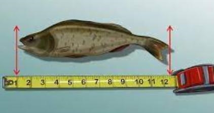 As a Marine Scientist, you want to find out if the length of the tail of fish is the-example-1