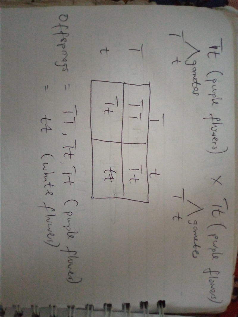 In pea plants, purple flowers are dominant to white flowers. Suppose two heterozygous-example-1