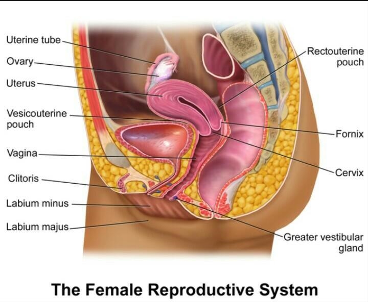 Female reproductive system (side view)​-example-1