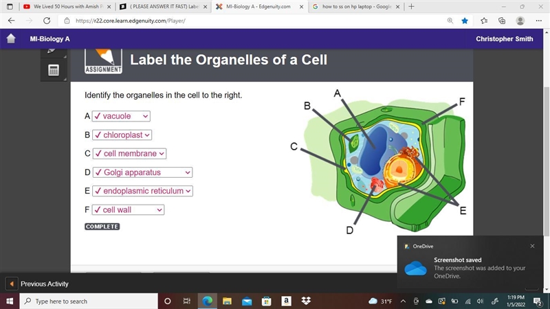 ( PLEASE ANSWER IT FAST) Label the Organelles of a Cell Identify the organelles in-example-1